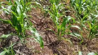 COMO LIMPIAR MILPA CON HERBICIDAS