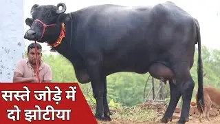सस्ते जोड़े में दो ताजा झोटियाँ, एक ही जगह बिक्री के लिए उपलब्ध || Dagar Dairy Farm (7496083362)