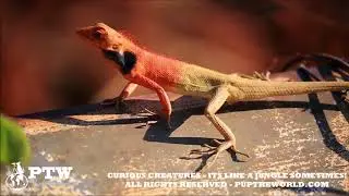 Curious Creatures HD - Oriental Garden Lizard - Calotes Versicolor -DA NANG VIETNAM Son Tra
