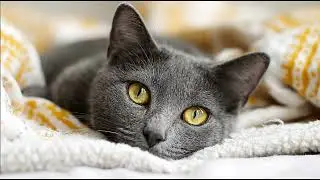 Playlist(cat purring) - Adorable Orange Cat Cuddles! 🐱❤️