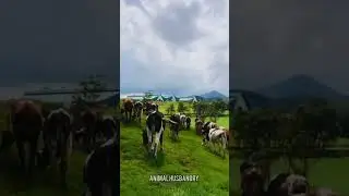 Grassing cow | Ambewela farm Sri Lanka | up country farm #ambewela #cow #srilanka #farm  #milking