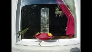 Window hummingbird feeder - Anna's hummingbirds
