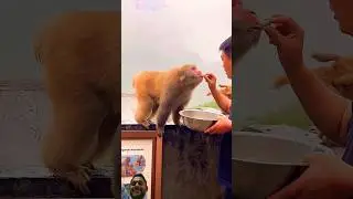 🐒Funny monkey videos #funny #animals #shorts #video #monkey #funnypets