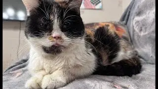 18 cats January 25 Sunday live stream