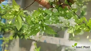 Water Jasmine Single Petal Highly Fragrant Flowering Rare Live Plant - Green Leaves | Seed2Plant 🌱