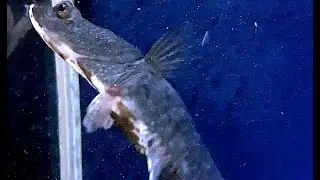 ヌマガレイ　Starry flounder　Platichthys stellatus