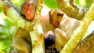 Mother Monkey Jane Cares for Her Newborn While Older Baby Seeks Comfort