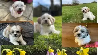 3 months journey with our Zuchon / Shichon puppy. Best birthday gift received.