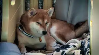 4K SLEEPING DOG | SHIBA INU DOG SLEEPING 1 HOUR RELAXING VIDEO | ИЧИ СПИТ 💤🐕
