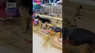 all dogs puppies available lucky pet store Lahore 03366645011