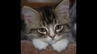 RagaMuffin Kittens -Imperial Rags