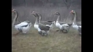SDC12723