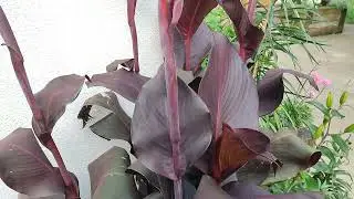 Canna Red Velvet. aka Tropicanna Black