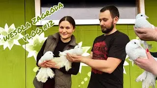 GOŁĘBIE: WASZE WSKAZÓWKI, PRZYGOTOWANIA DO LĘGÓW - UCZYMY SIĘ 🕊️🪶🪺 #vlog12