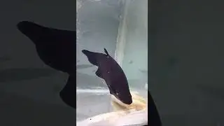 ikan asli indonesia hampir punah, belida jawa dilindungi (Notopterus notopterus)