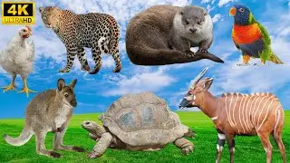 Happy Animal Moment: Chicken, Leopard, Otter, Parr - Cute Little Animals