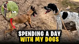 Dogs Day Out||Hunting Season||English Pointer|| Belgium 🇧🇪