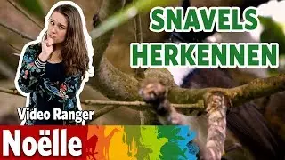 Welke snavel eet wat?