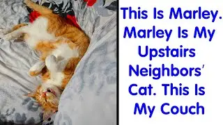 People Are Sharing Photos Of Their Best &lsquo;My House, Not My Cat&rsquo; Encounters #1