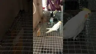 Blue masked love bird & Lutino Cockatiel Bathing together