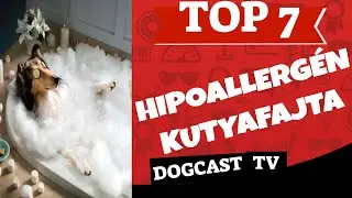 TOP 7 hipoallerg&eacute;n kutya!  DogCast TV!