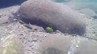 Hogsucker