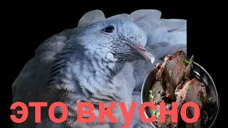 МЫ НЕ ИЗВРАЩЕНЦЫ!!! МЫ ЭТО ЕДИМ))!)#mylife #охота #птицы #дичь #hunting #birds #wildlife #еда 