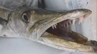 Fishing Adventures #85 - Barracuda and Queenfish Trolling in Dubai