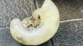 Looks like a tentacle that&rsquo;s mineralized, &hellip;do they exist??!