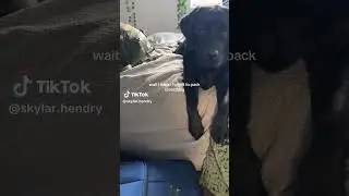 NOOOO (vid belongs to the right owner) #content #relatable #shorts #dog #packing