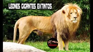 EL LEON MAS GRANDE DE LA HISTORIA (LEONES GIGANTES EXTINTOS)