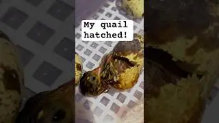 My quail hatched! #animalshorts #wildlife #quail #birds #bird #egg #miracle #hatching #pipping