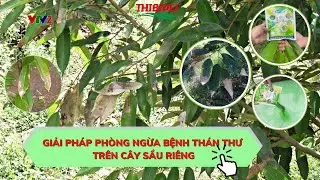 GIẢI PHÁP PHÒNG NGỪA BỆNH THÁN THƯ TRÊN CÂY SẦU RIÊNG #bvtvthiênbình #tbc #automobile