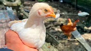 Actualización de los Pollitos cruce de Ponedora y Polaca🐥