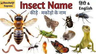 Insect Name l Learn Insect Name in Hindi & English l Names of Insects l Insect Name for kids l