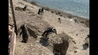 Puerto Madryn & The Pen&iacute;nsula Vald&eacute;s Wildlife Sanctuary