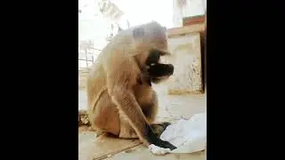 monkey eating food