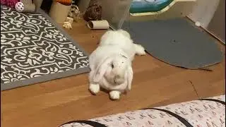 Pampered Bunny Life: Spoiled Bunny Moments 🐰💖