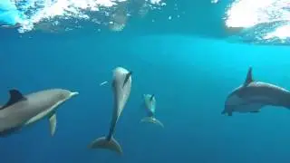 epic underwater dolphin footage
