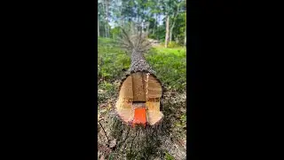 Как рубить пальму | Краткое руководство по валке деревьев