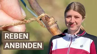 So funktioniert Reben anbinden - Arbeiten im Weinberg