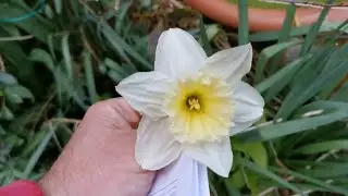 Narcissus Ice Follies, a daffodil changing its flower colour during the blooming period