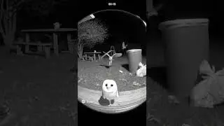 FOUND HARRY POTTER'S OWL 🪄🔮 #wildlife #nightvision #trailcam #funnyanimals #urbanwildlife #shorts