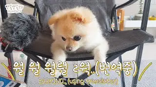 개번역기로 강아지와 대화해 보았습니다 (코담요에 쉬한 이유를 물어봤어요)