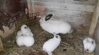 Am tatuat iepurii!🐇am dat o pereche de iepuri maturi de Secuiesc evoluția puișori în adopție