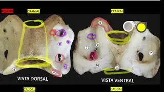 Anatomia Veterinária - Osteologia: Introdução à Coluna Vertebral e Vértebra C1