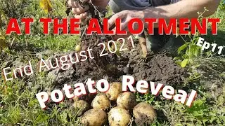 Allotment/Gardening uk/Potato Reveal/August 2021