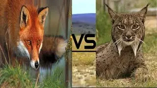 Fox VS Lynx
