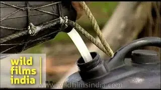 Palm wine or toddy created from the sap of a palm tree
