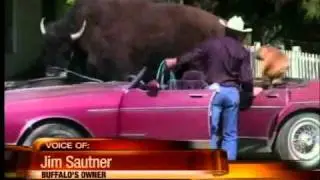 Pet Buffalo